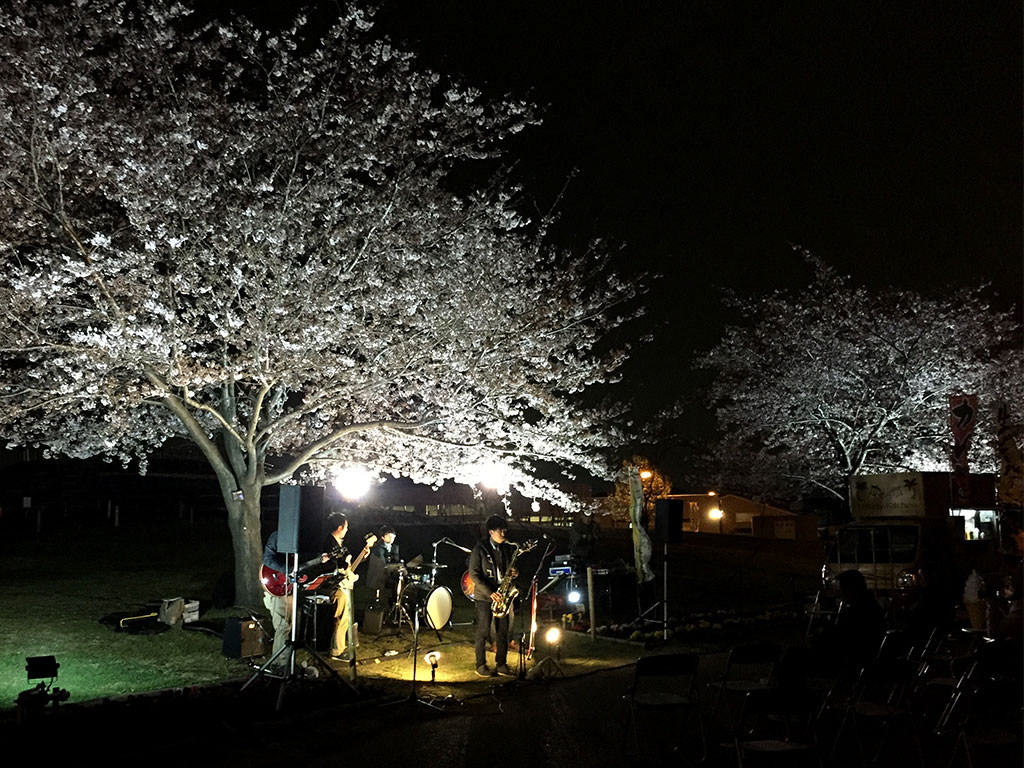 県立相模三川公園 桜ライトアップ 夜桜