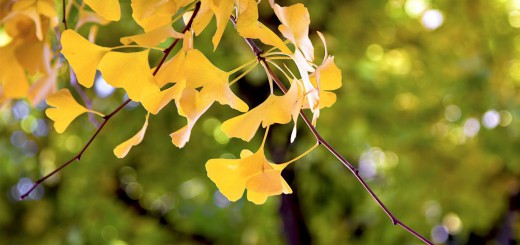 黄色い銀杏の葉