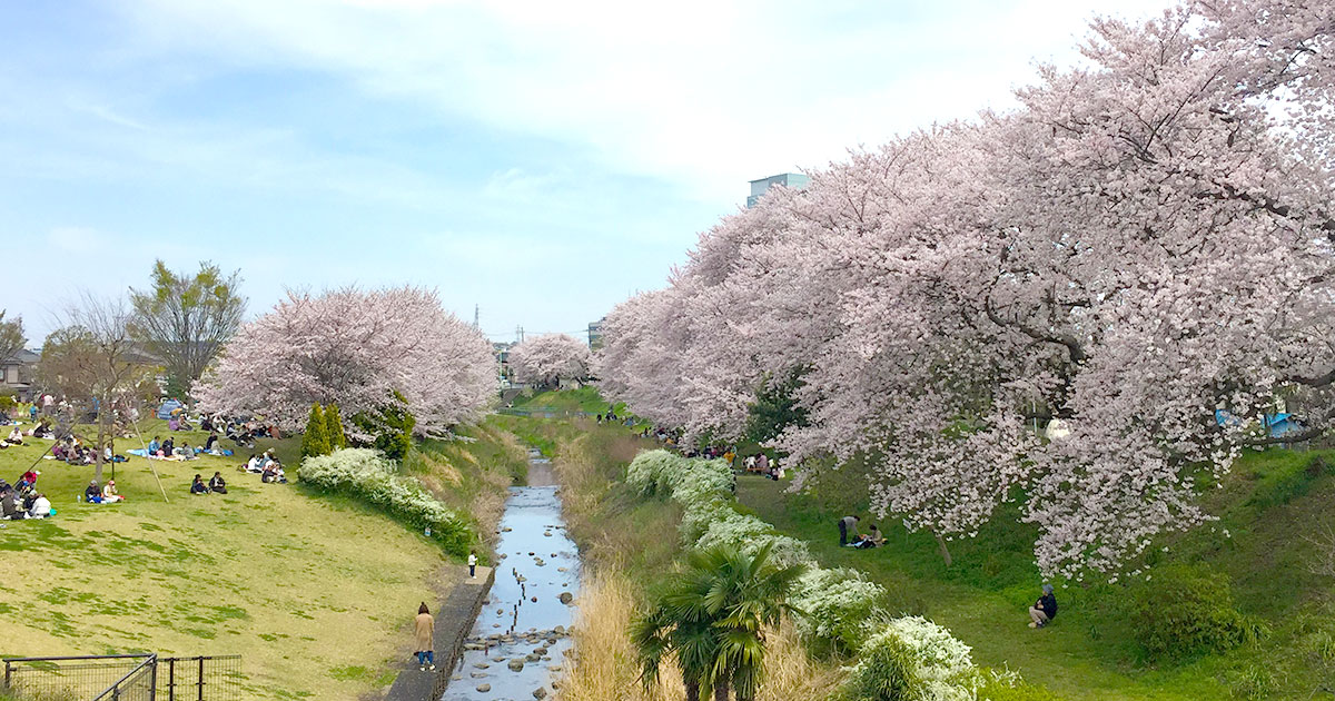 海老名のお花見 桜の名所 神奈川県立相模三川公園