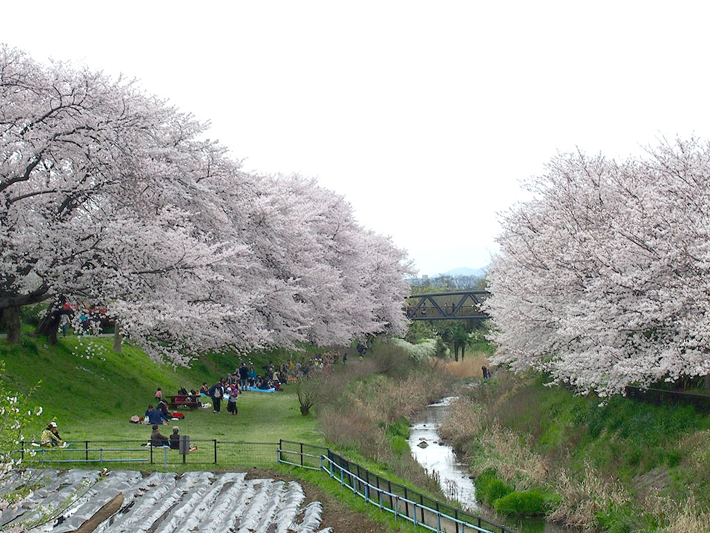 神奈川県立相模三川公園 桜の名所