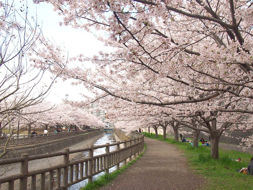 北部公園 お花見スポット 桜のトンネル