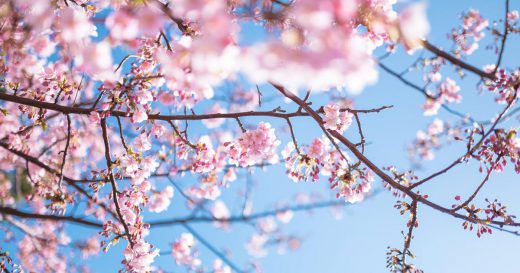 桜 桜祭り さくらまつり