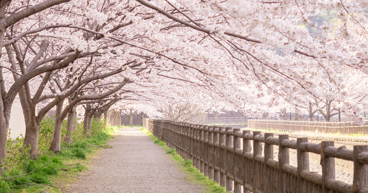 海老名の桜の名所 お花見スポット 2019年の開花予想 見頃は エビジョイ 海老名情報サイト 海老名市のことなら