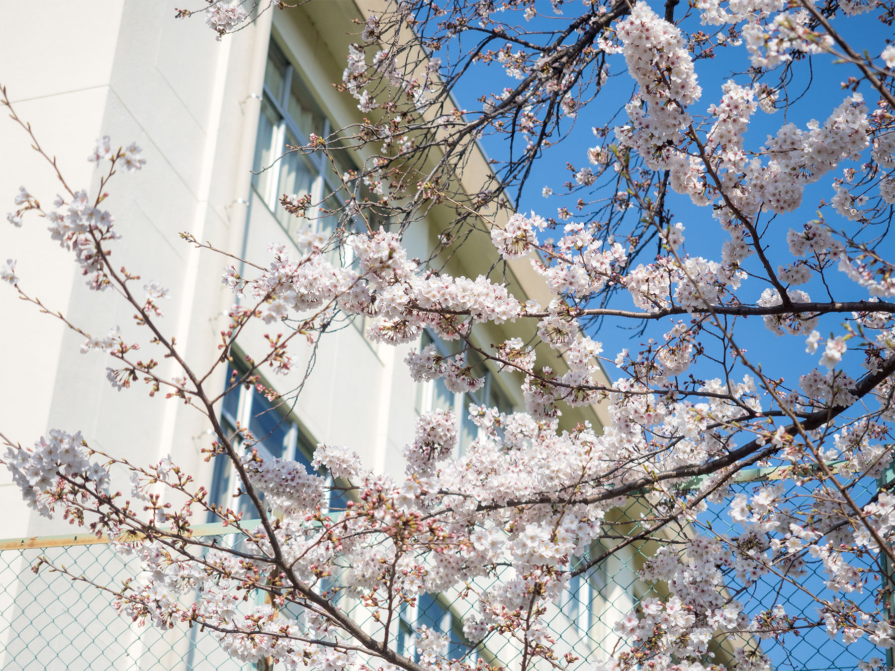 海老名中学校の桜