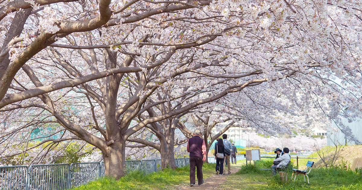 海老名の桜の名所 お花見スポット 2020年の開花予想 見頃は エビジョイ 海老名情報サイト 海老名市のことなら