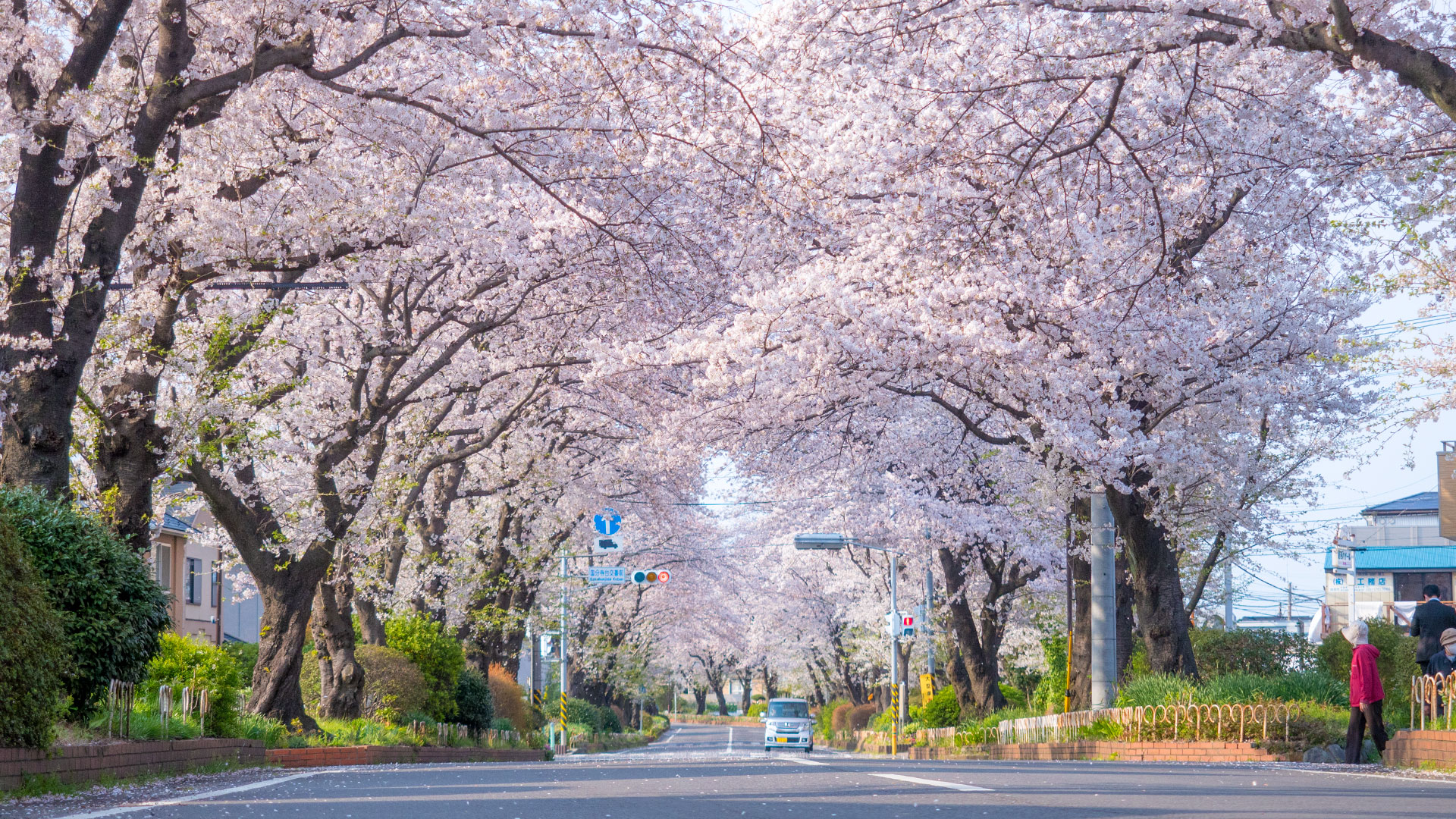 国分寺台緑道の桜