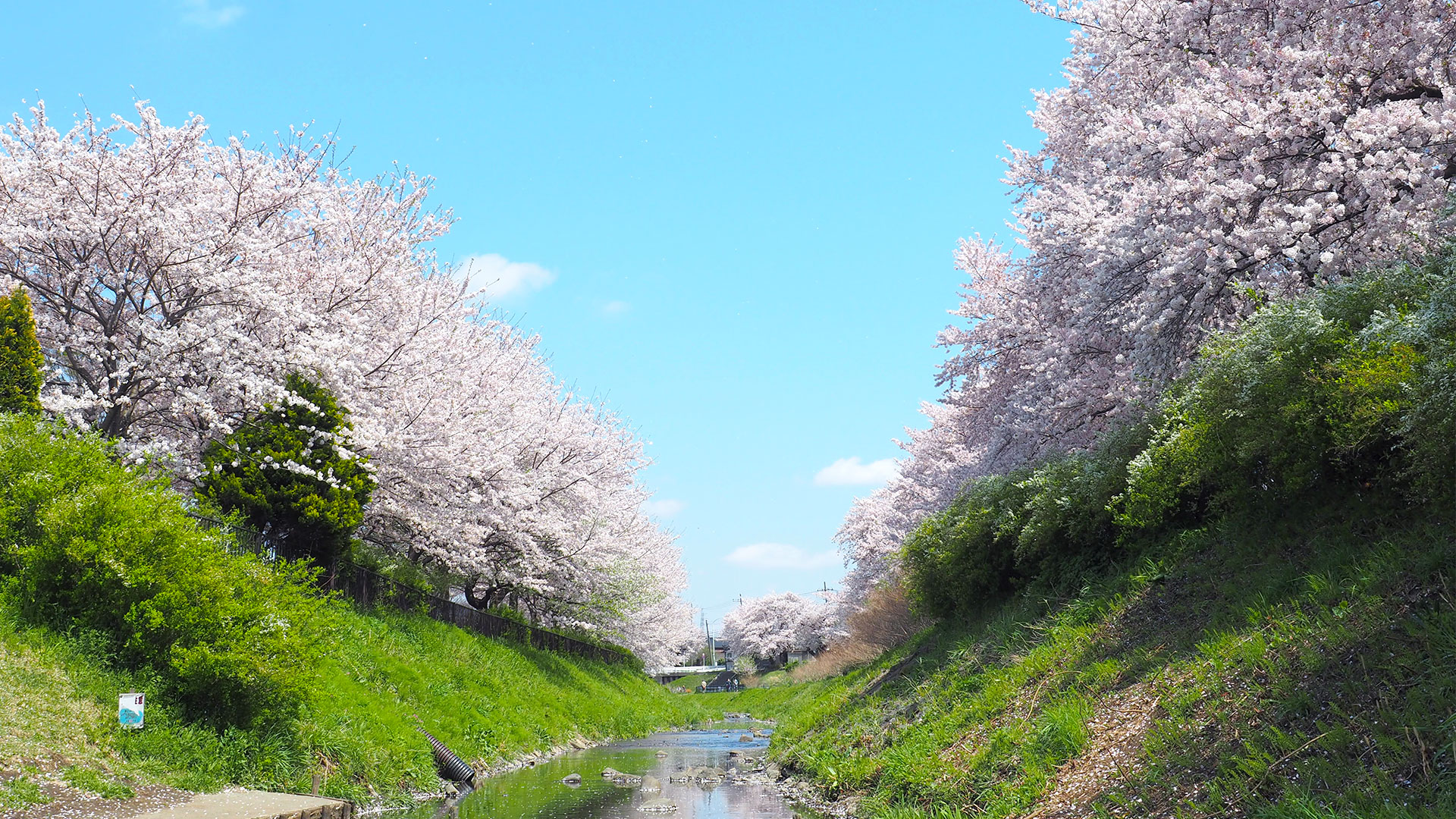 県立相模三川公園の桜